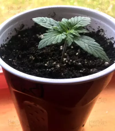 Thin Mint Crack Autoflower (Seedstockers) Cannabis-Samen