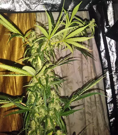 Tikal (Ace Seeds) Cannabis-Samen