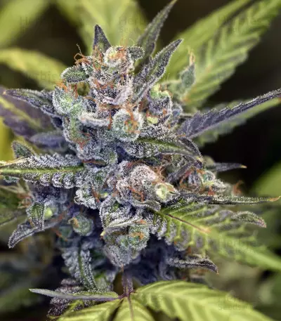 Wedding Cake Auto (Original Sensible Seeds) Cannabis-Samen