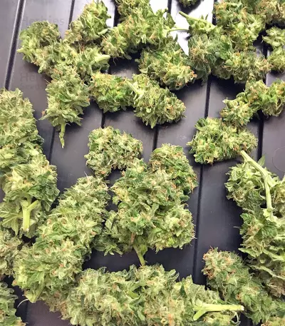 Wedding Cake (Big Head Seeds) Cannabis-Samen