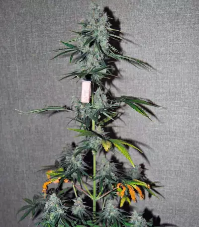 Auto Wappa (Paradise Seeds) Cannabis-Samen