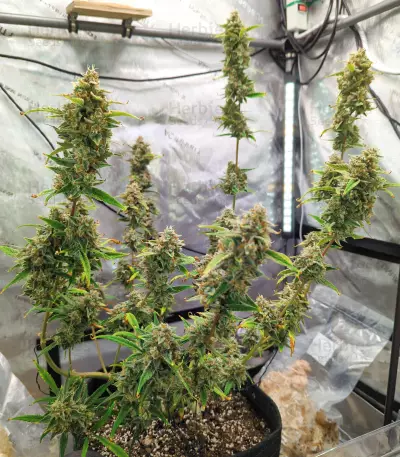 Bruce Banner #3 Auto-Samen (Herbies Seeds)