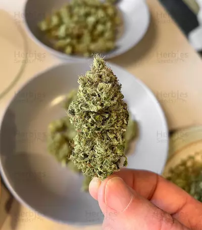 Chem OG (Female Seeds)