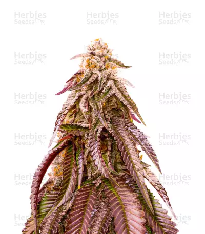 Dozywelly OG feminisierte Samen (AlphaFem Seeds)