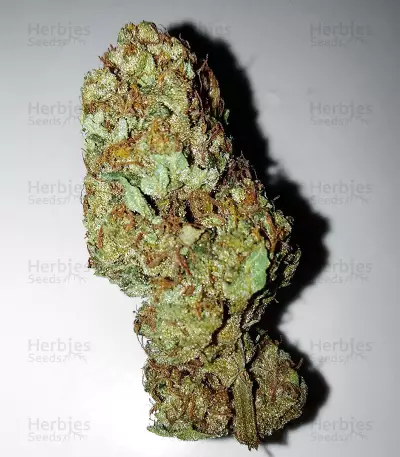 Edam Bomb (Cheese Bomb) (Bomb Seeds) Cannabis-Samen