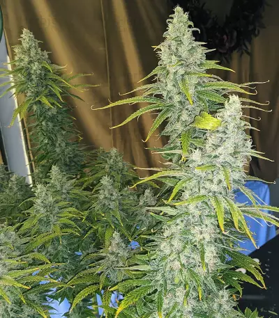 Eleven Roses Early Version feminisierte Samen (Delicious Seeds)