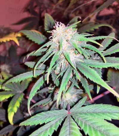 Exodus Cheese Auto (GHS) Cannabis-Samen