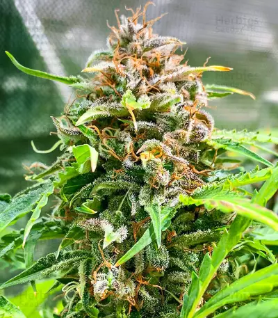 GG#4 Original Glue Fast Version feminisierte Samen (EGS)