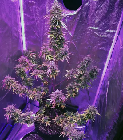 Girl Scout Cookies Auto (Auto Seeds) Cannabis-Samen