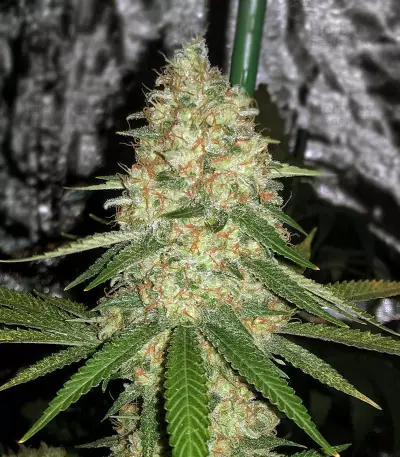 GG#4 Original Glue (Cali Buds Seeds) Cannabis-Samen