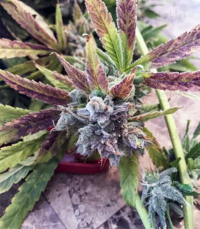 Kushberry (DNA Genetics) Cannabis-Samen