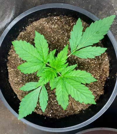 Red Strawberry Banana Auto feminisierte Samen (Sweet Seeds)