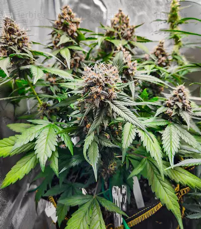 Runtz Autoflower feminisierte Samen (EGS)