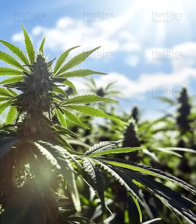 Runtz Gum Samen feminisiert (Original Sensible Seeds)