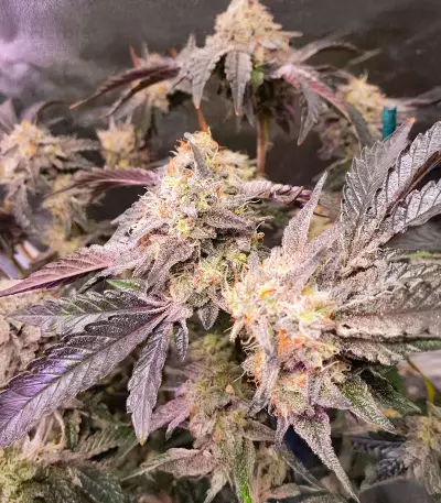 Sticky Sherbert GG feminisierte Samen (Seedkeepers)
