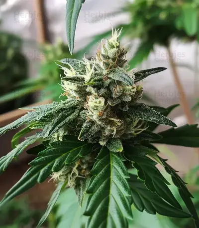 Auto Georgia Pie (Advanced Seeds)