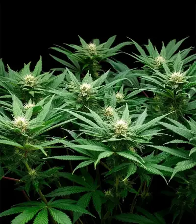 Bay Haze feminisierte Samen (Delicious Seeds)