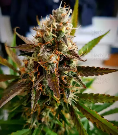 Blueberry Glue Auto (Expert Seeds) Cannabis-Samen