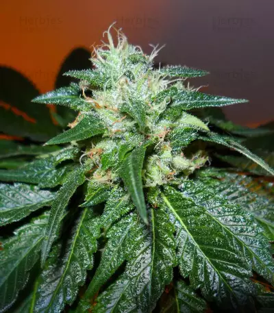 Bubba Kush (GHS) Cannabis-Samen