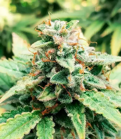 Buzz Bomb (Bomb Seeds) Cannabis-Samen