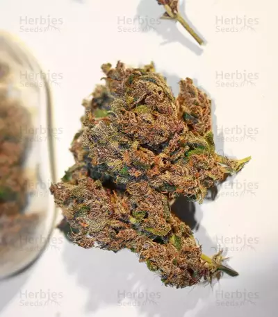 C4 Auto (Fast Buds) Cannabis-Samen