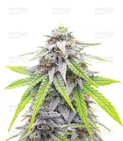 Donutz feminisierte Samen (Humboldt Seed Company)
