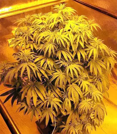Z Gorilla (Original Sensible Seeds) Cannabis-Samen