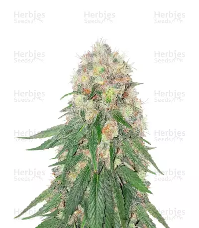 Kush Mints Fast Version feminisierte Samen (Seedkeepers)