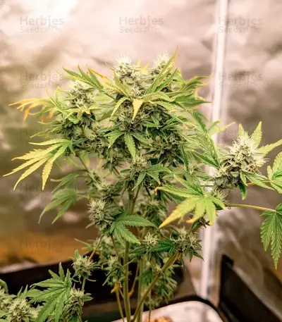 Mango (BlimBurn Seeds) Cannabis-Samen