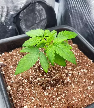 Mimosa Automatic feminisierte Samen (Royal Queen Seeds)
