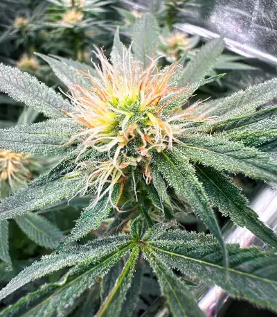 Orange Cream Pop feminisierte Samen (Humboldt Seed Company)