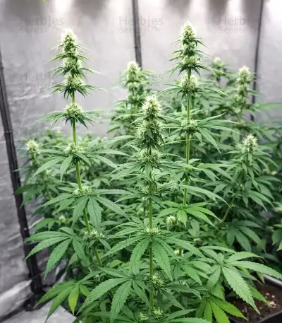 Purple Mango Kush feminisierte Samen (Delicious Seeds)