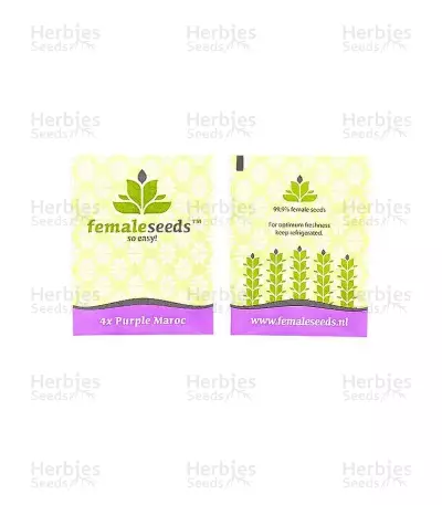 Purple Maroc (Female Seeds) Cannabis-Samen