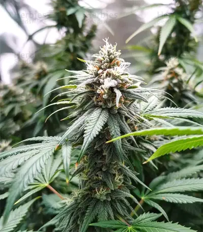 Runtz Triploid (Advanced Seeds)