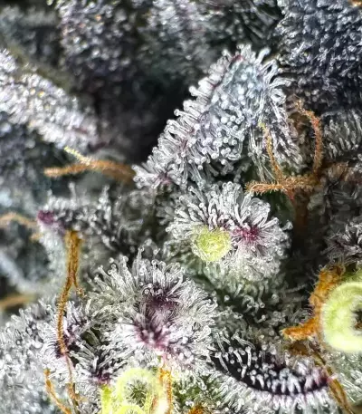 Runtz x Layer Cake feminisierte Samen (Barney's Farm)