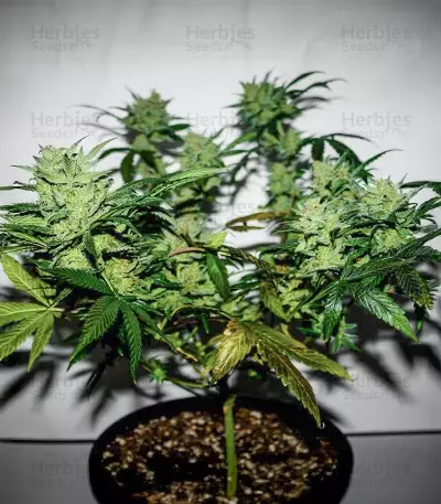 Skystomper 2.0 Auto feminisierte Samen (Mephisto Genetics)