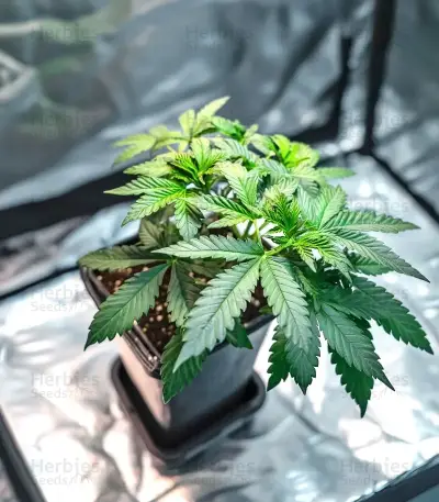 White Runtz feminisierte Samen (Barney's Farm)
