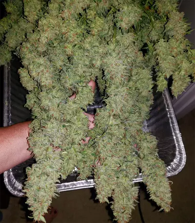 Z OG Auto (Barney's Farm) Cannabis-Samen