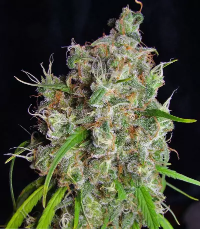 Desfrán (Dutch Passion) Cannabis-Samen