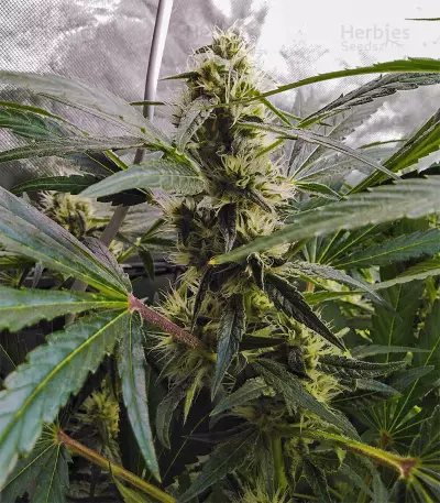 Afghan Hash Plant regular (Barney's Farm) Cannabis-Samen