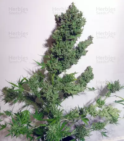 Auto Malawi x Northern Lights (Ace Seeds) Cannabis-Samen