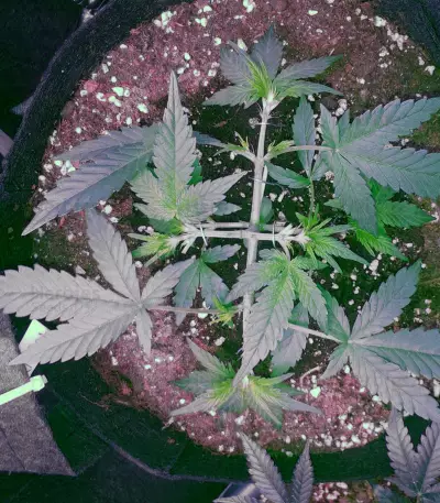 Auto New York City Diesel (Advanced Seeds) Cannabis-Samen