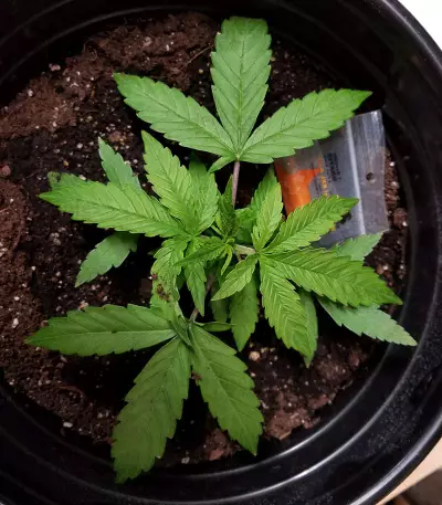 BCN Critical XXL Autoflower (Seedstockers) Cannabis-Samen