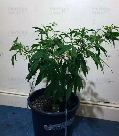 Blue Fire (Humboldt Seeds Organization) Cannabis-Samen