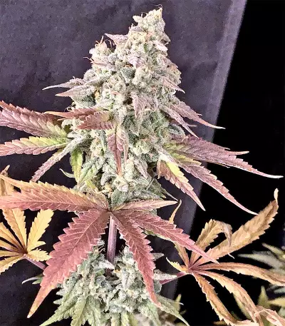 Boulder Bubblegum (Sagarmatha Seeds) Cannabis-Samen