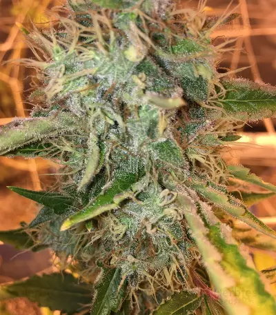 Cinderella 99 Regular (Brothers Grimm Seeds) Cannabis-Samen
