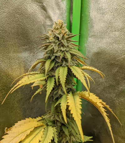 Critical Super Silver Haze (Delicious Seeds)