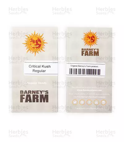 Critical Kush regular (Barney's Farm) Cannabis-Samen