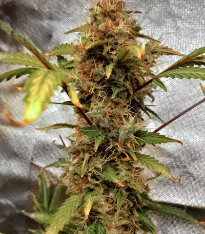 Gelato Auto (Original Sensible Seeds) Cannabis-Samen