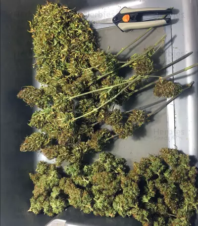 Girl Scout Cookies Auto (Original Sensible Seeds) Cannabis-Samen